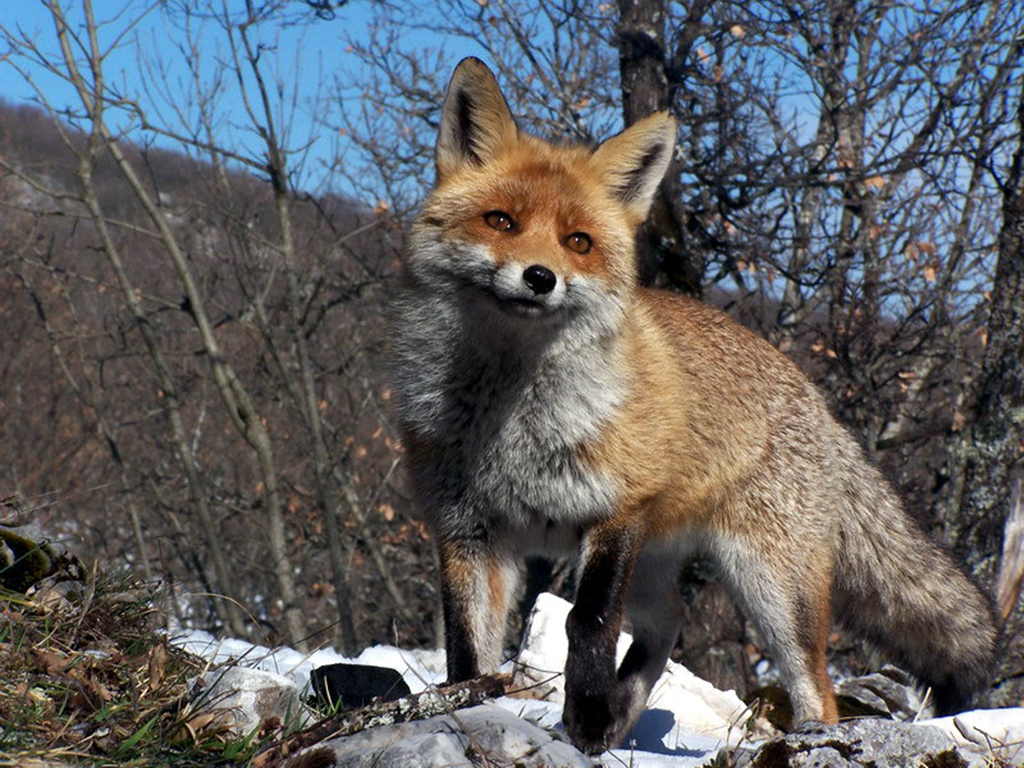 parco_nazionale_sirente_velino_fauna.jpeg